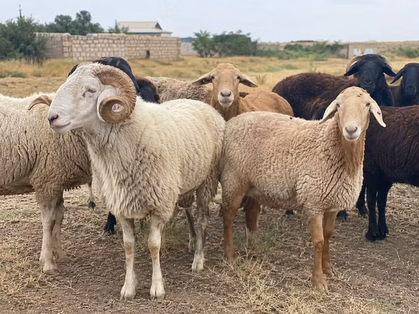 كبش, الأغنام — كازاخستان