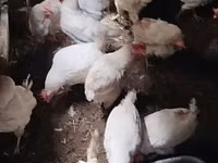 Chickens — Foto 2