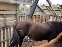 Yegua, Horse breed — foto 5