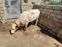 Sigir, Simmental cattle — 2-rasm