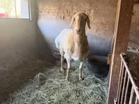 Widder, Arashan sheep — Foto 1