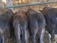 بقرة, Swiss cattle — الصورة 1