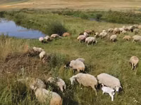 Schaf, Balbas sheep — Foto 3