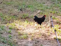 Chickens — الصورة 2