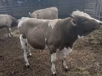 公牛, Russian Black pied cattle — 照片 2