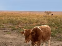 Kuh, Latvian Blue cattle — Foto 3