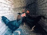 Chickens — الصورة 2