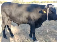 公牛, Swiss cattle — 照片 1