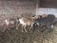 Schaf, Tian-Shan semifinewool sheep — Foto 1