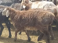 نعجة, Edilbay sheep — الصورة 2