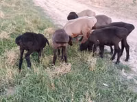 मेढ़ा, भेड़ — फ़ोटो 1