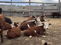 公牛, Simmental cattle — 照片 2