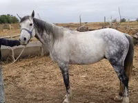 Aygʻir, Friesian sport horse — 2-rasm