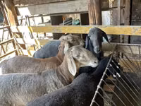 Қошқар, Rhon sheep — 3-сурет