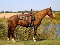 Stute, Rocky Mountain Horse — Foto 5