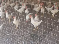 Chickens — Foto 3