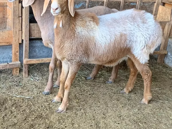Schaf, Arashan sheep