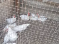 Chickens — الصورة 2