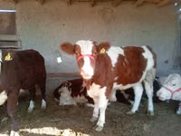 Vaca, Simmental cattle — foto 1
