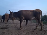गाय, हेरफोर्ड — फ़ोटो 4