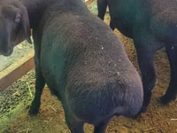 Widder, Rhon sheep — Foto 5