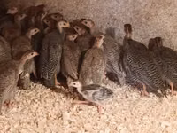Guinea fowl — الصورة 3