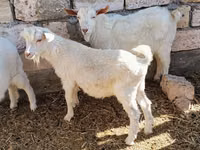 Ziegenbock, Ziegen — Foto 4