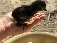 Brahma — Foto 2