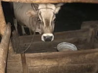 母牛, Cattle — 照片 4