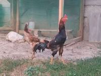 Chickens — Foto 2