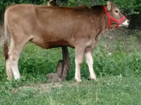 母牛, Swiss cattle — 照片 2