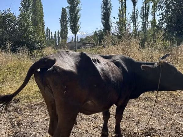 गाय, Swiss cattle — किर्गिज़स्तान