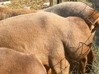 Schaf, Edilbay sheep — Foto 1