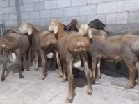 Qoʻchqor, Hissar sheep — 4-rasm