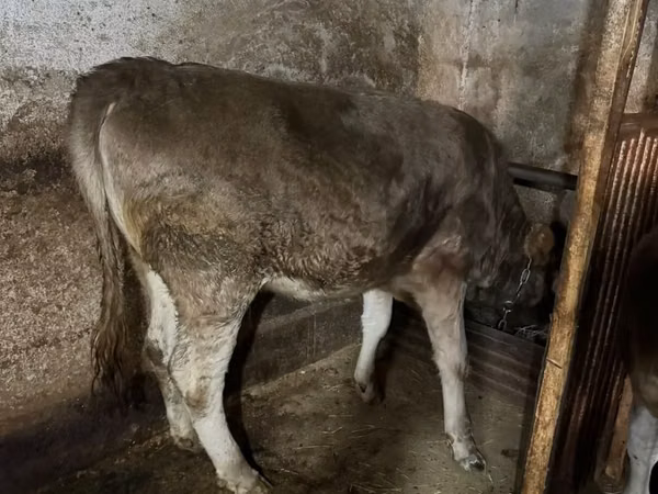 Vaca, Swiss cattle