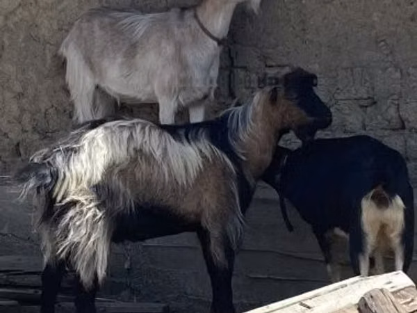 Ziegenbock, Ziegen