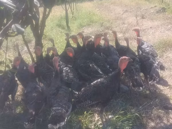 Turkeys