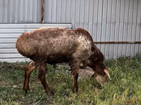 Qoʻchqor, Rhon sheep — 4-rasm