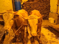 गाय, Simmental cattle — फ़ोटो 4