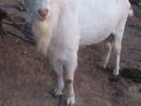 Cabro, Saanen goat — foto 3