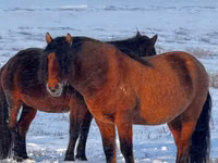 Hengst, Mugalzhar horse — Foto 2