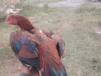 دومينانت — الصورة 2