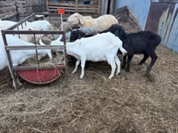 Ziegenbock, Ziegen — Foto 2