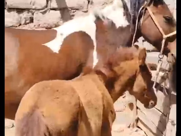 فرس, Kazakh horse — كازاخستان