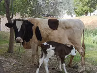 Kuh, Simmental cattle — Foto 2
