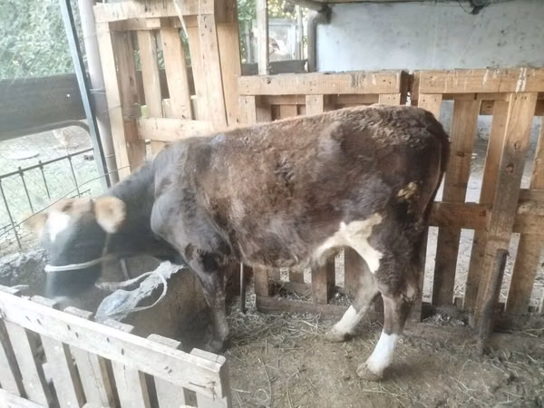 母牛, Cattle — 吉尔吉斯斯坦
