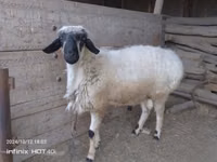 كبش, Blackheaded Persian sheep — الصورة 3