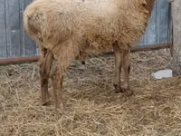Widder, Hissar sheep — Foto 3