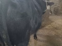 Bull, Cattle — photo 2