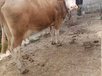 Vaca, Simmental cattle — foto 1